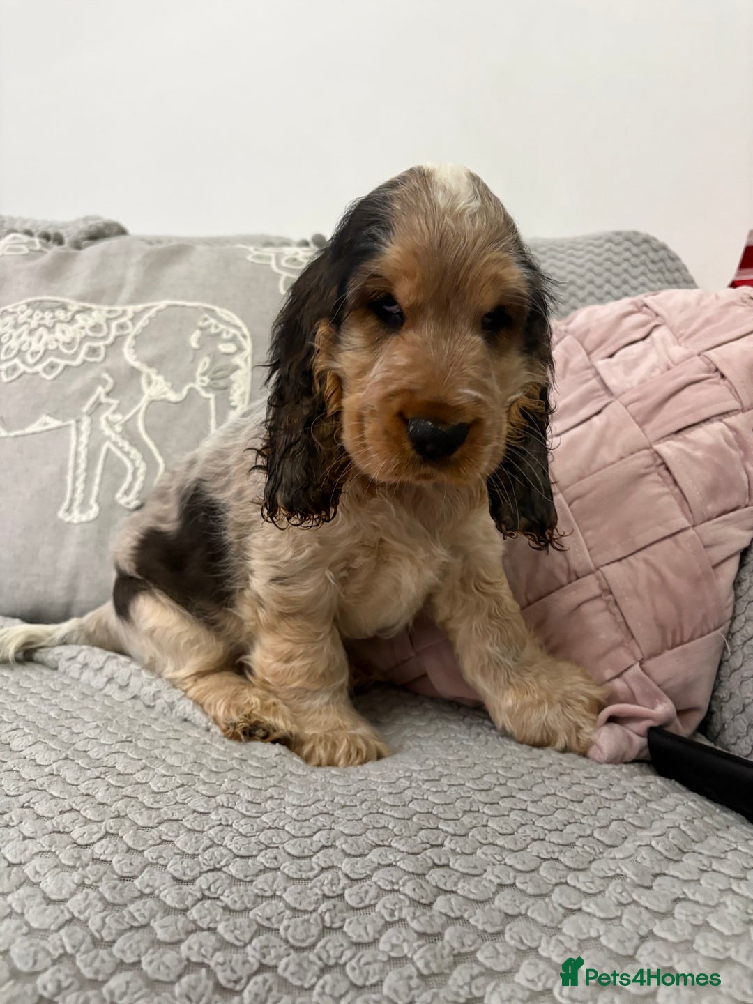 Cocker Spaniel dogs for sale: KC Reg Delightful Show Type Cocker Spaniels - Advert 12