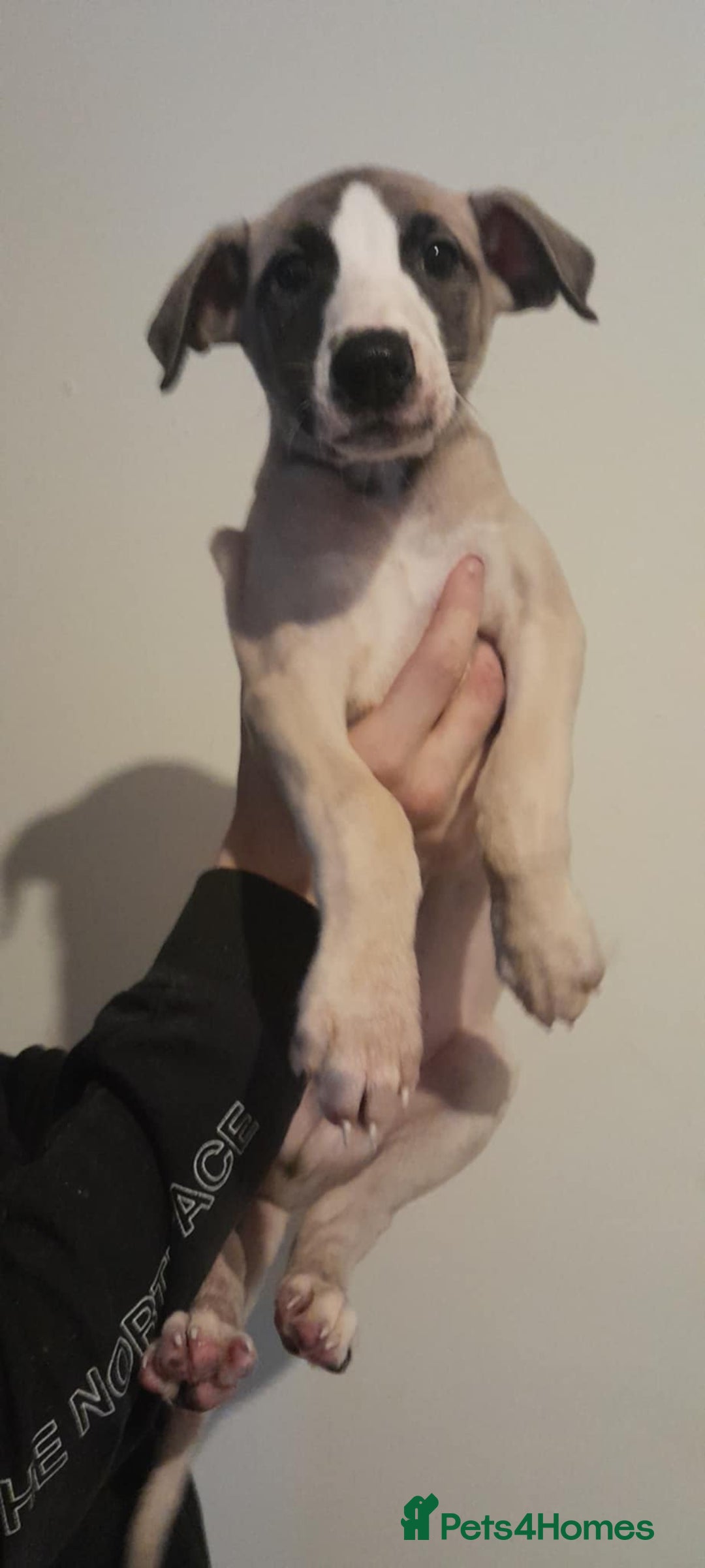 Whippet dogs for sale: Whippet pups - Image 4