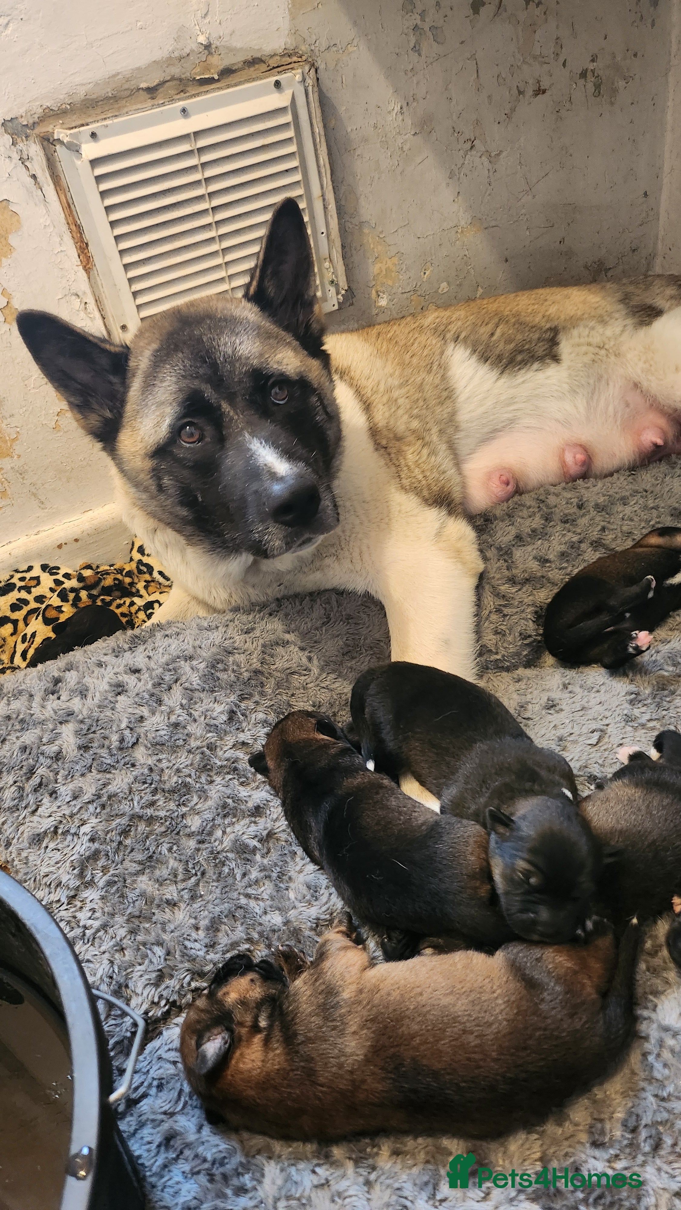 Mixed Breed dogs 4 Female Akita x Rottweiller - Advert 1