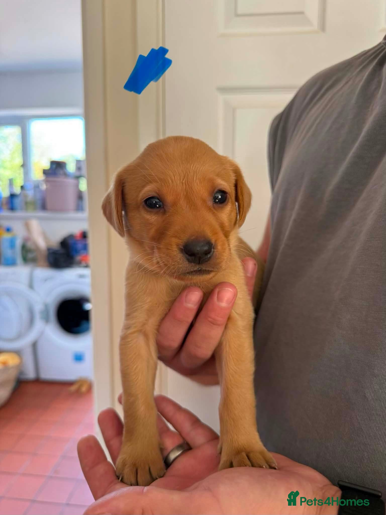 Labrador Retriever dogs PERFECT FOX RED PUPPIES! - Advert 16