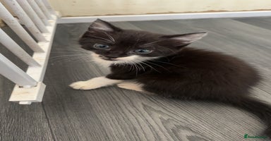 British Longhair cats - Advert 2