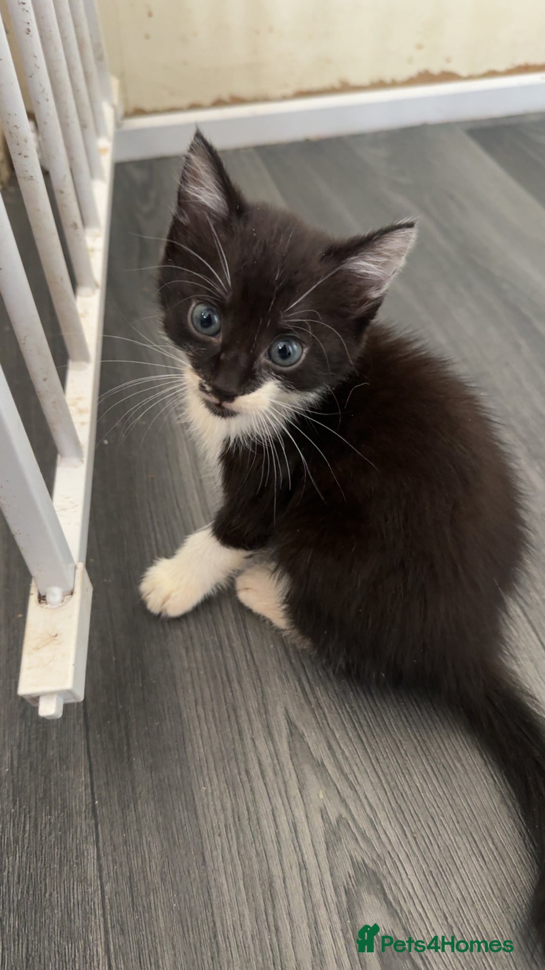 British Longhair cats for sale: Kittens  - Image 2