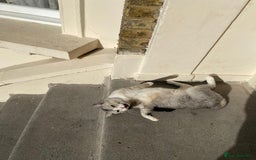 Mixed Breed cats for adoption: SKY - UNUSUAL MIXBREED HANDSOME PERFECT HEALTH - Image 21