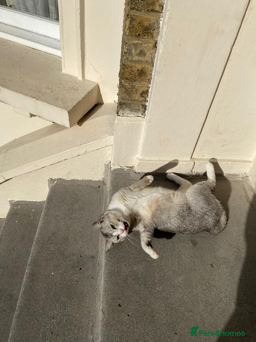 Mixed Breed cats for adoption: SKY - UNUSUAL MIXBREED HANDSOME PERFECT HEALTH - Image 21