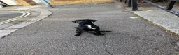 Cane Corso dogs for sale: Loving home needed  - Advert 3