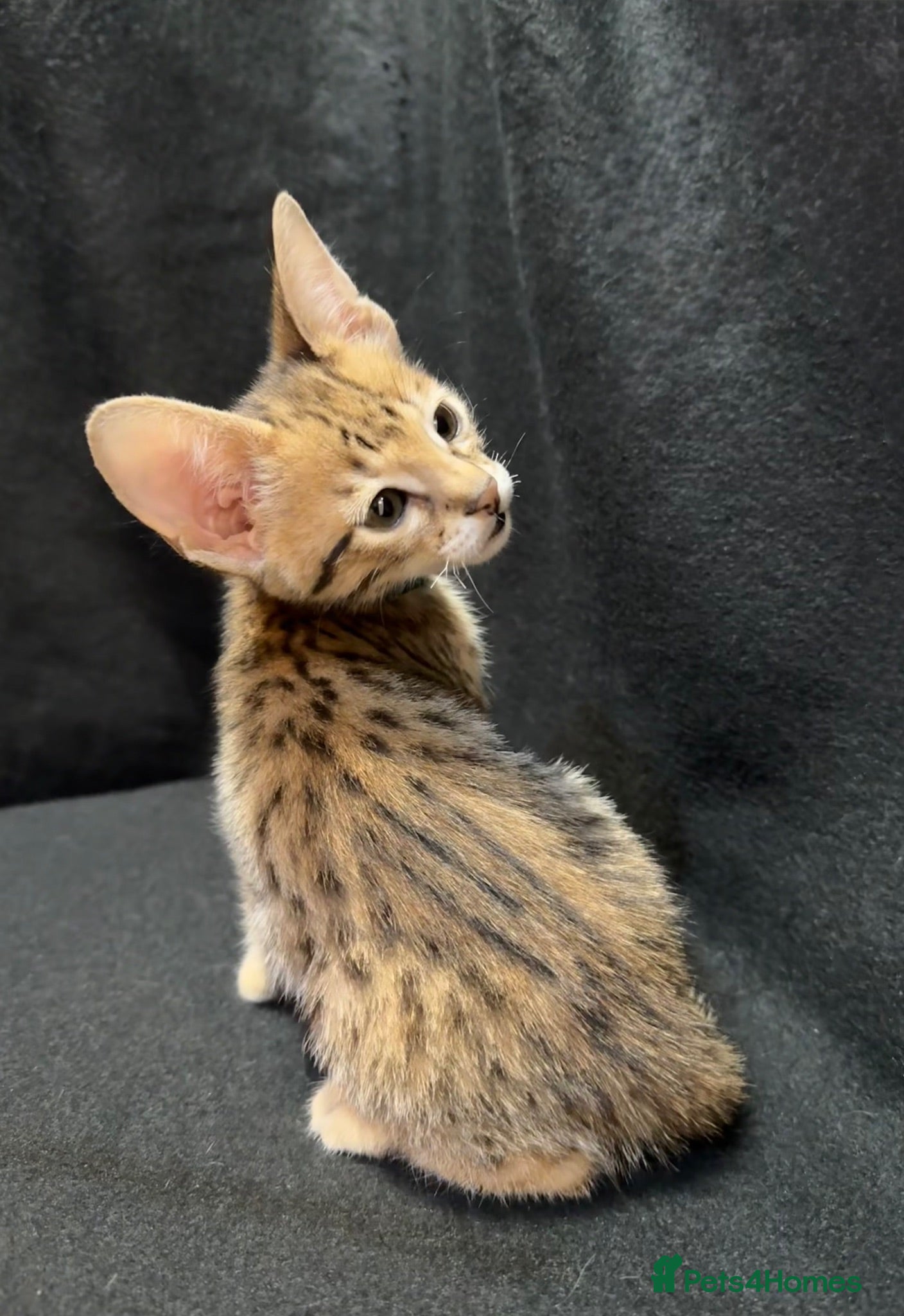 Savannah cats Pure Pedigree! Top Quality Tica Registr. Savannahs - Advert 2