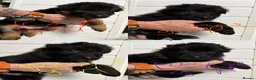 German Shepherd dogs for sale: ONLY 4 AMAZING GIRLS LEFFT in Nottingham - Advert 1