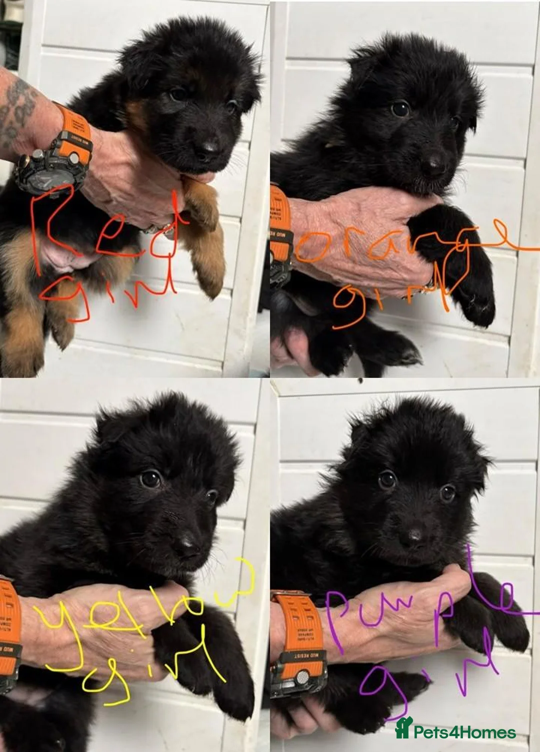 German Shepherd dogs for sale: ONLY 4 AMAZING GIRLS LEFFT in Nottingham - Advert 1