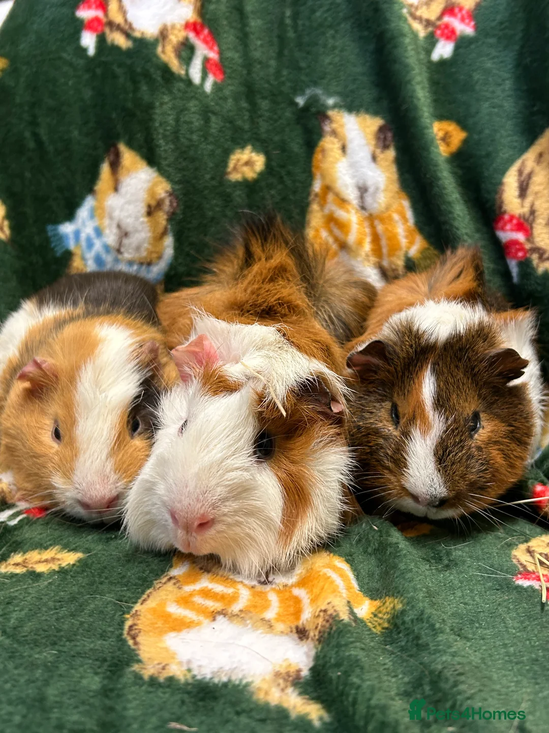 Guinea Pig rodents for sale: Baby Male Guineapigs Ready now  - Advert 1