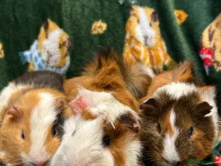 Guinea Pig rodents Baby Male Guineapigs Ready now - Advert 2