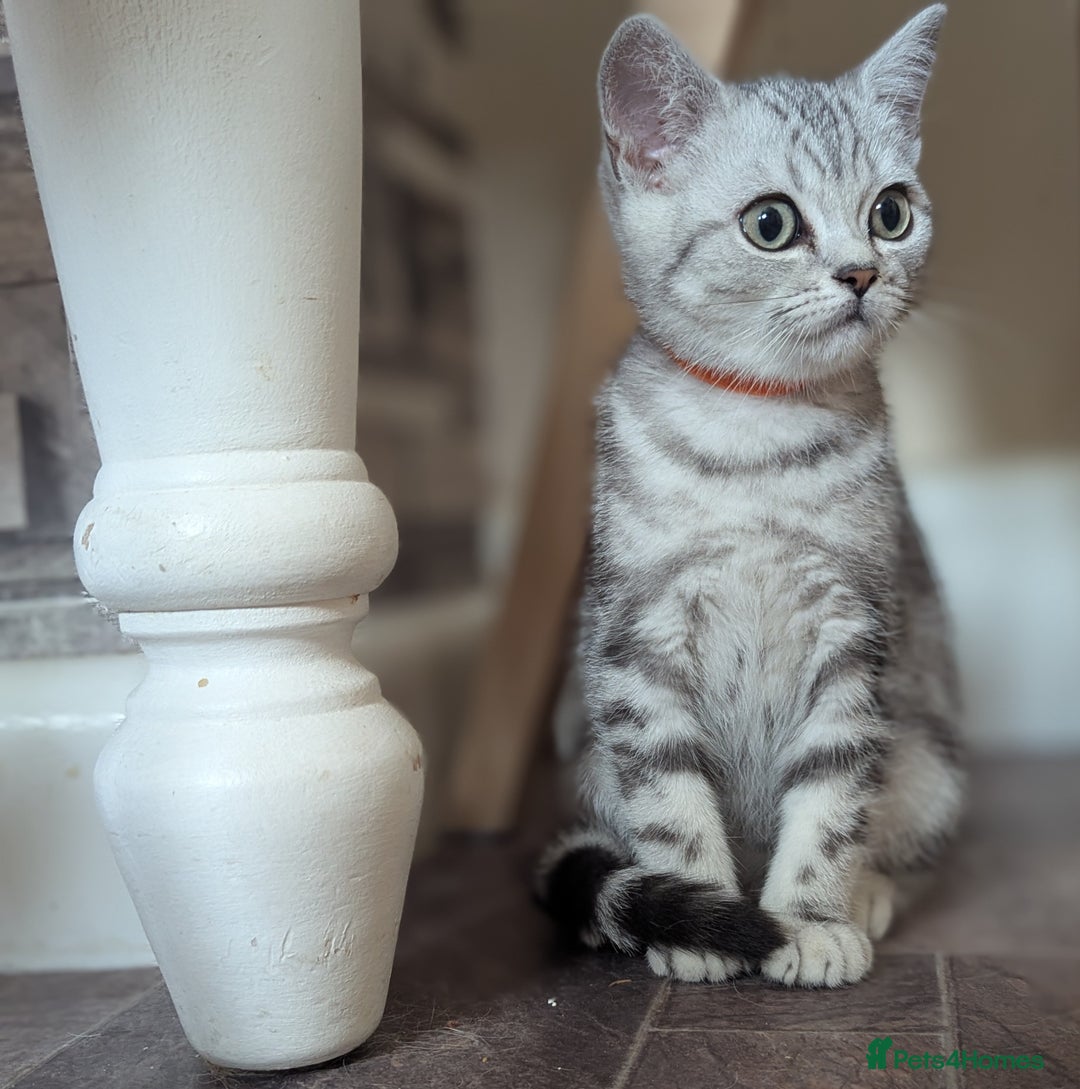 British Shorthair cats for sale: Classic British shorthair silver Tabby  - Image 12