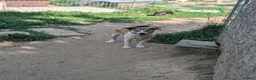 Mixed Breed dogs for adoption: Gentle Picadilly is looking for a family - Advert 6