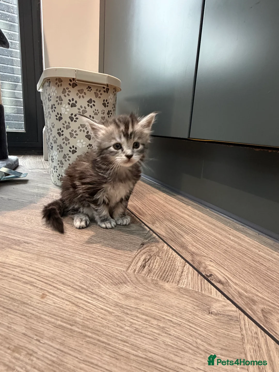 Maine Coon cats for sale: Maine Coon kittens  in Kirkcaldy - Advert 2