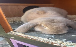 French Lop rabbits for sale: Pure French lop  - Image 2