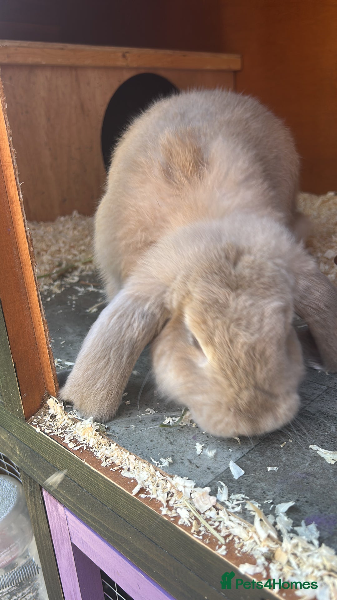 French Lop rabbits for sale: Pure French lop  - Image 2