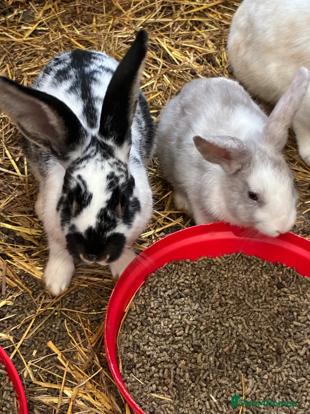 Rex rabbits for sale: Rex, velvet and mixed bunnies  - Advert 9
