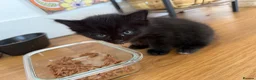 Russian Blue cats for sale: Balus kittens - Advert 3