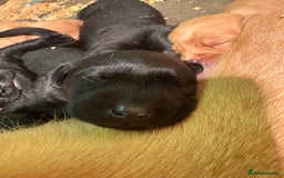 Labrador Retriever dogs for sale: Lovely KC Labrador retrievers  - Image 8