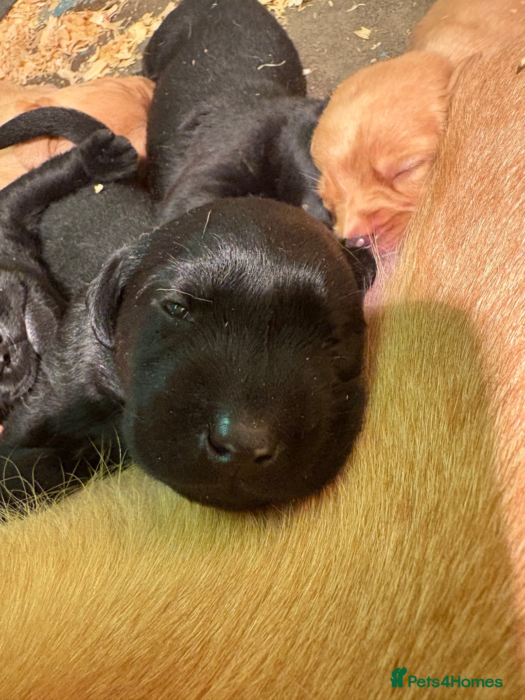 Labrador Retriever dogs for sale: Lovely KC Labrador retrievers  - Image 8
