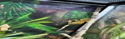 Gecko reptiles for sale: Baby Crested Geckos   - Advert 4