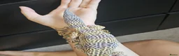 Leopard Gecko reptiles for sale: Leopard gecko and full enclosure - Advert 8