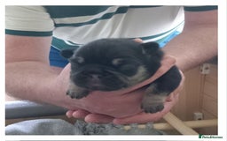 French Bulldog dogs for sale: French Bulldog pups - Image 14
