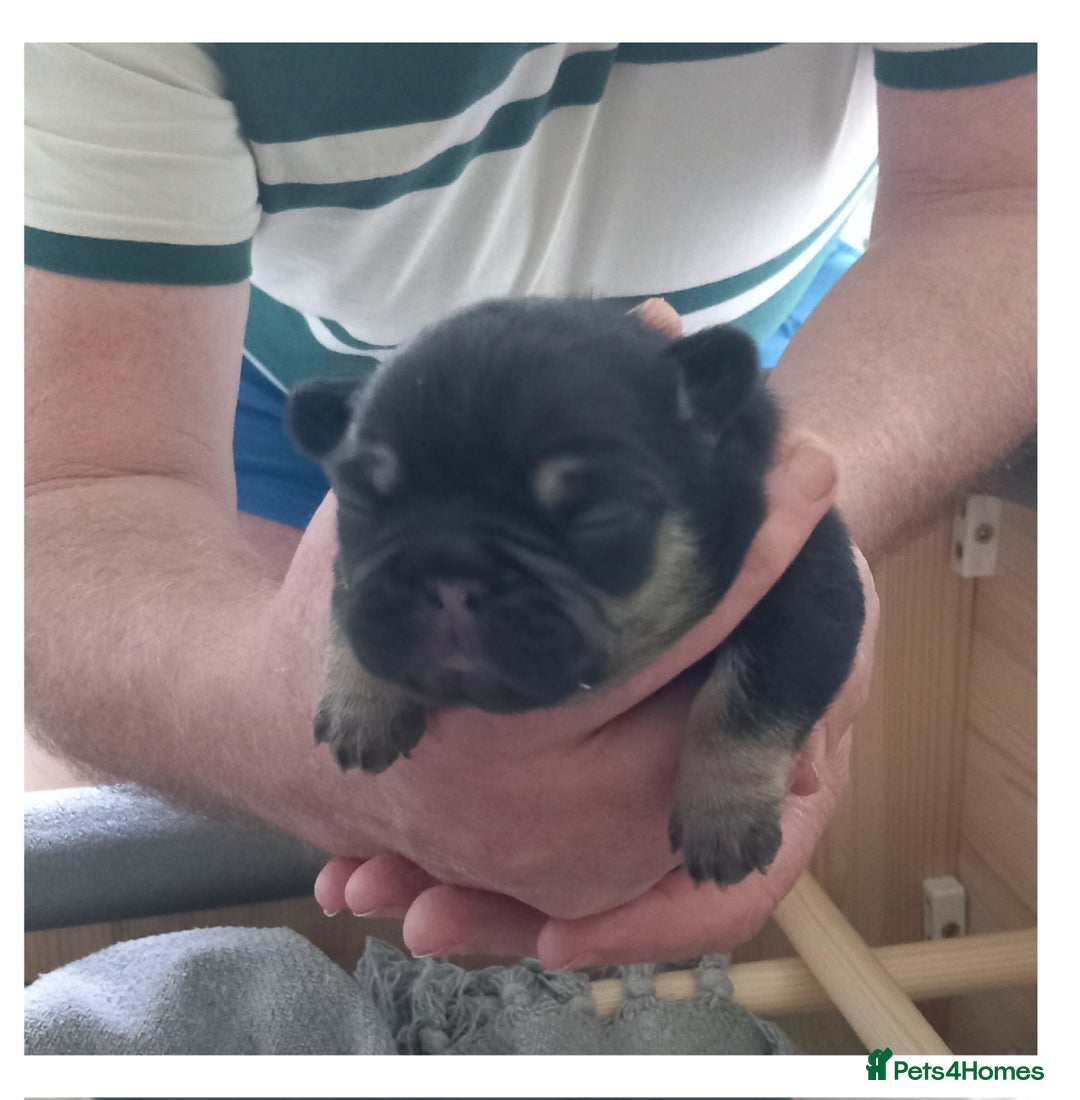 French Bulldog dogs for sale: French Bulldog pups - Image 14