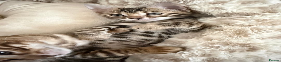 Bengal Kitten 3
