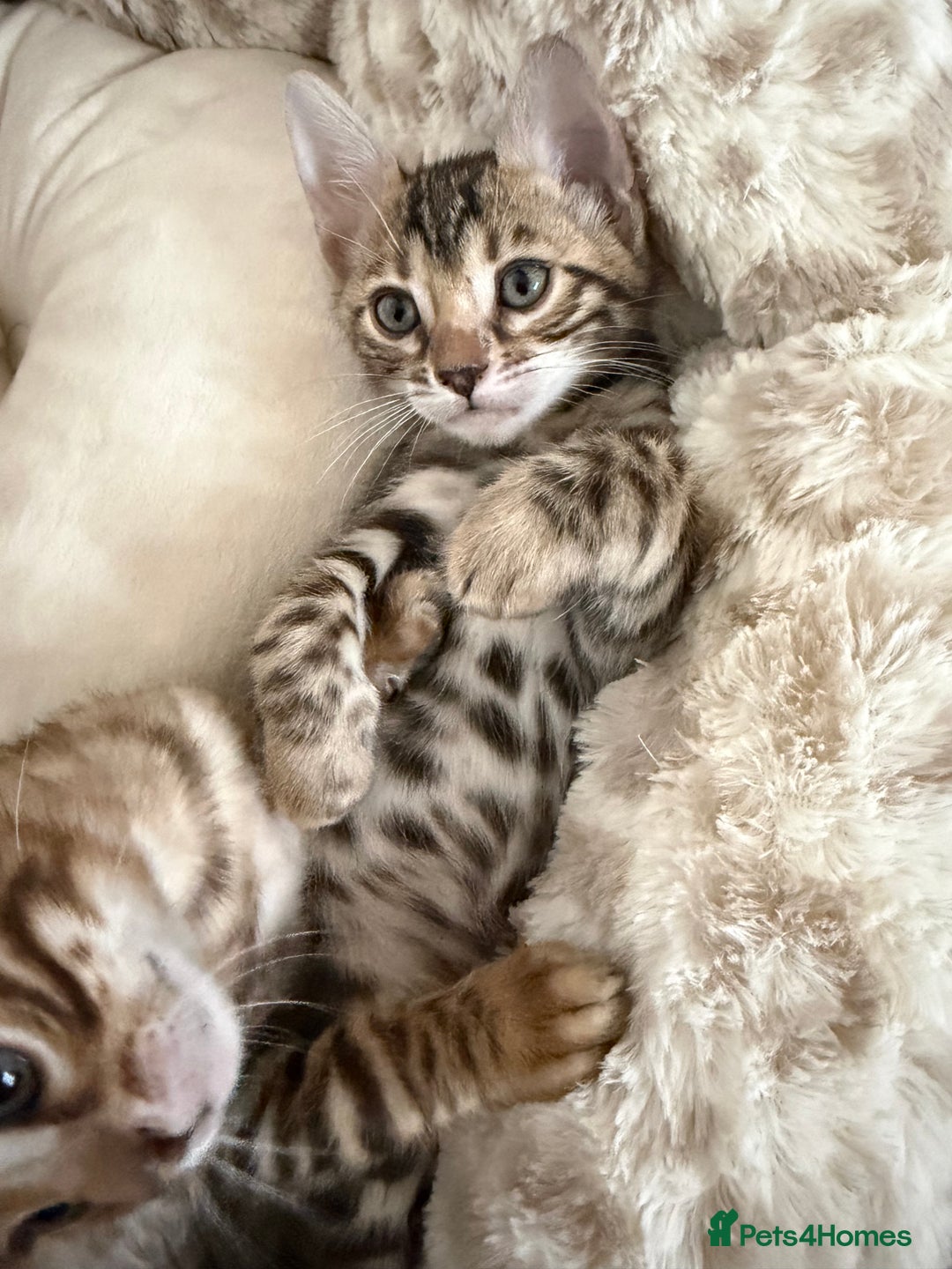 Bengal cats for sale: Bengals _Felis Bengalensis_ Pedigree TICA Kittens. - Image 9