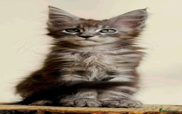 Maine Coon cats for sale: Beautiful pure bread maine coon kittens  - Image 19