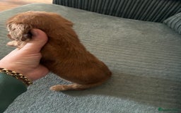 Miniature Dachshund dogs for sale: Broken coated miniature dachshunds  - Image 10