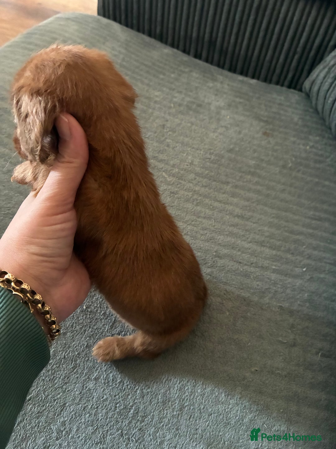 Miniature Dachshund dogs for sale: Broken coated miniature dachshunds  - Image 10