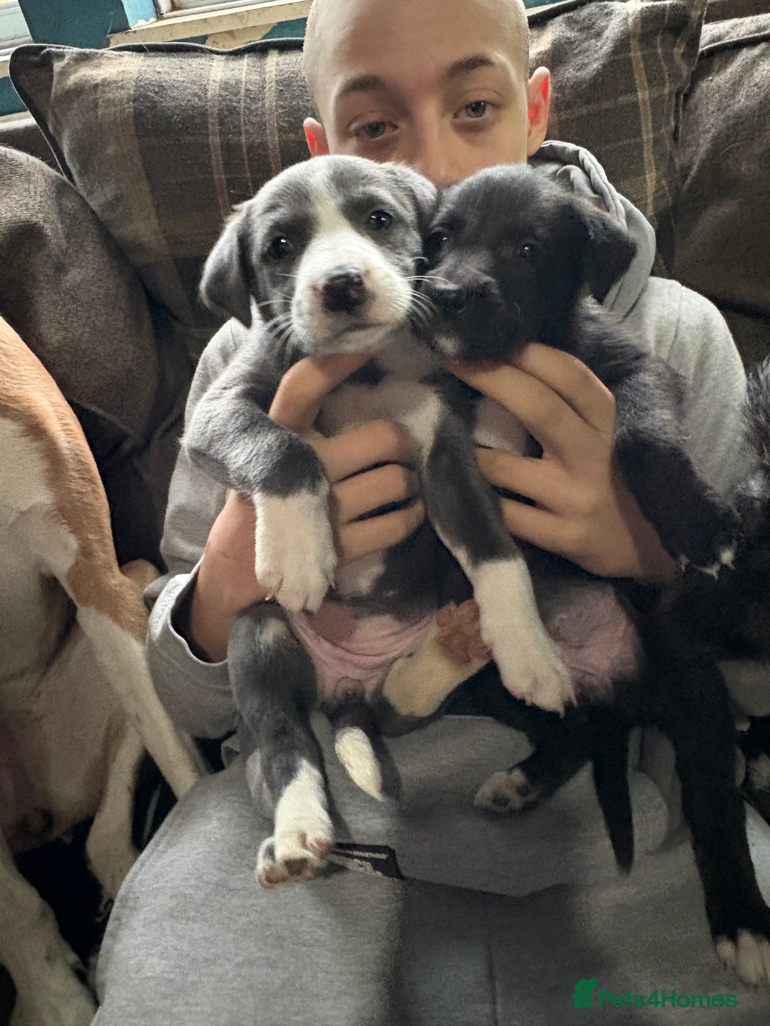 Mixed Breed dogs for sale: 6 whippet x lurcher - Advert 6