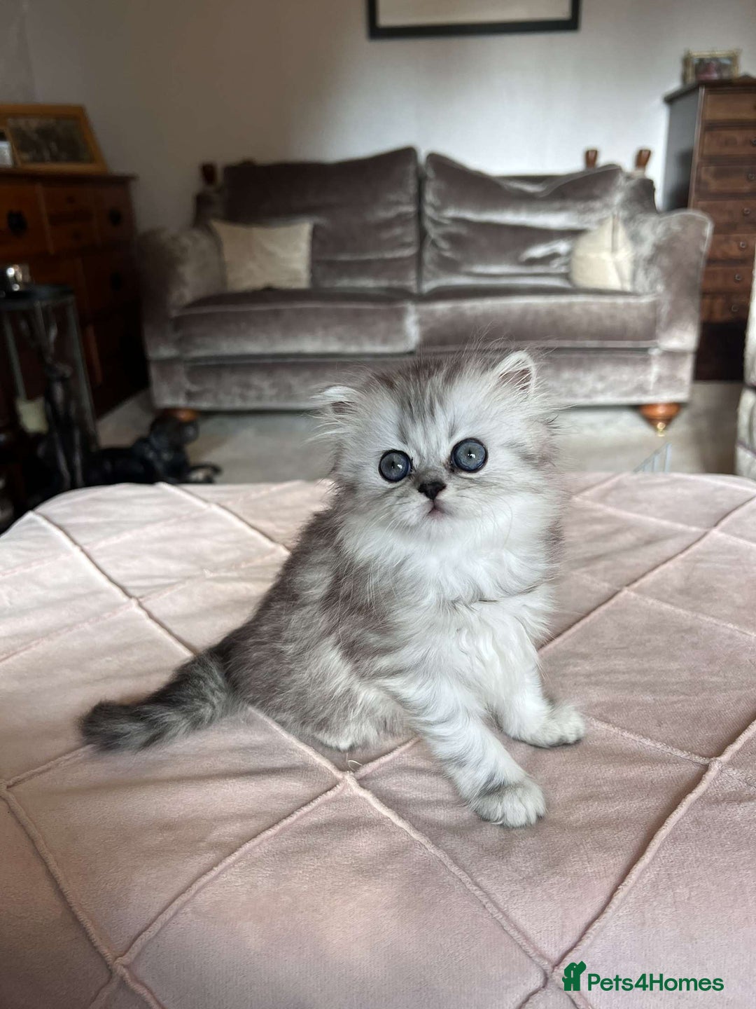 Persian cats for sale: Persian chinchilla x Scottish fold  - Image 5