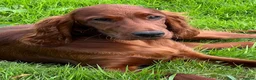 Irish Setter dogs for sale: Quality IRISH SETTER Puppies - Advert 31
