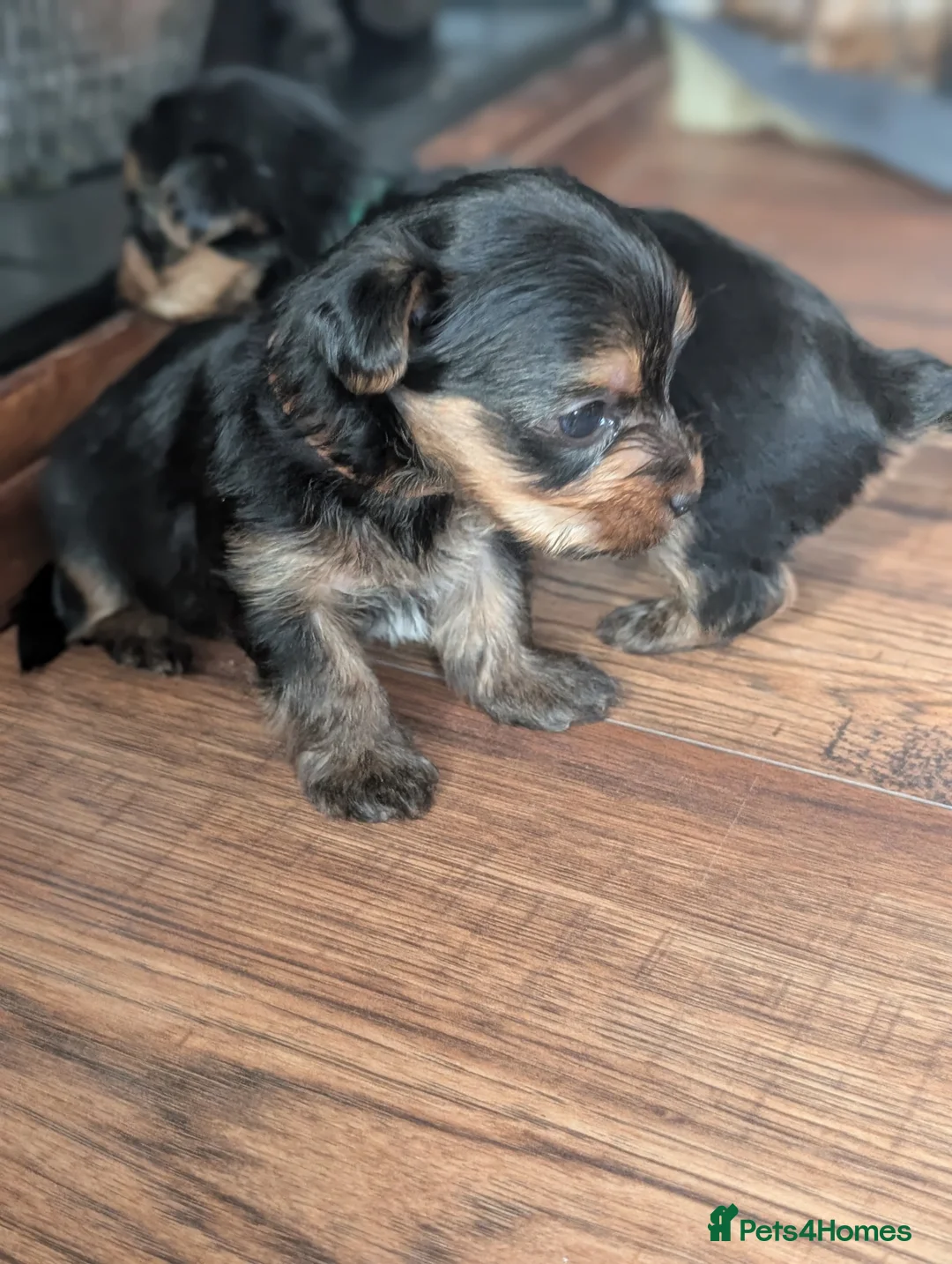 Yorkshire Terrier dogs for sale: Litter of 6 pedigree Yorkshire terriers - Advert 2