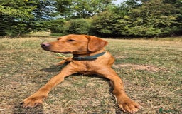 Labrador Retriever dogs for sale: Labrador puppies ready for last week December  - Image 3