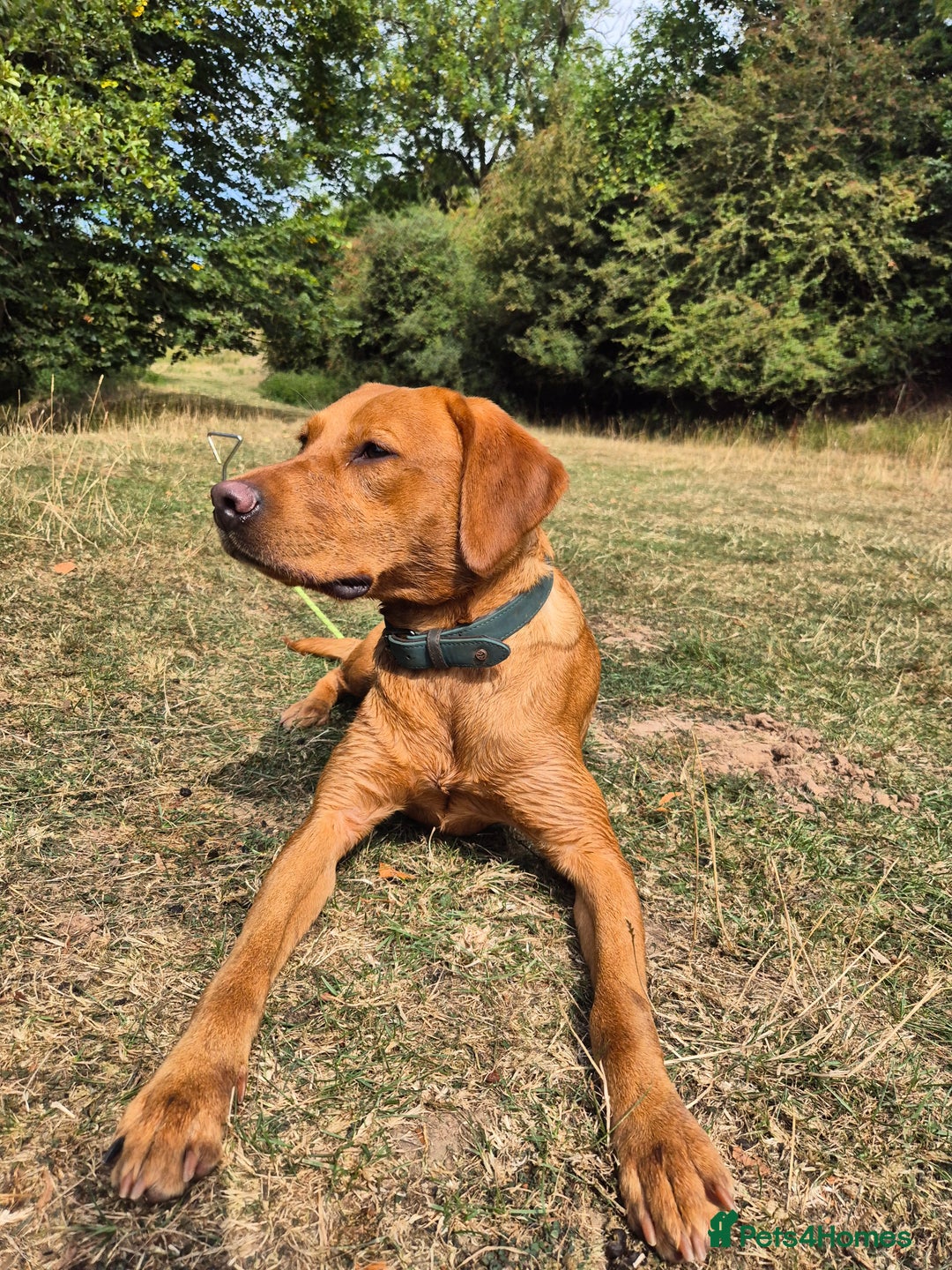 Labrador Retriever dogs for sale: Labrador puppies ready for last week December  - Image 3