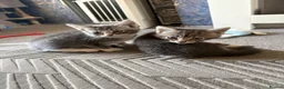 Mixed Breed cats for sale: Gorgeous grey and white fluffy kittens ready now  - Advert 24