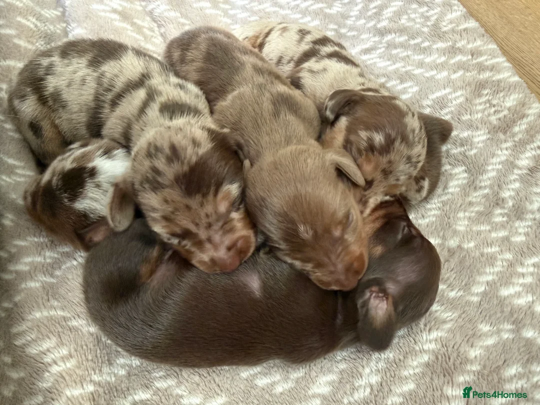 Miniature Dachshund dogs for sale: Miniature Dapple & Merle long haired Daschunds in Romsey - Advert 10