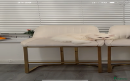Persian cats for sale: Persian cat for sale urgent - Image 2