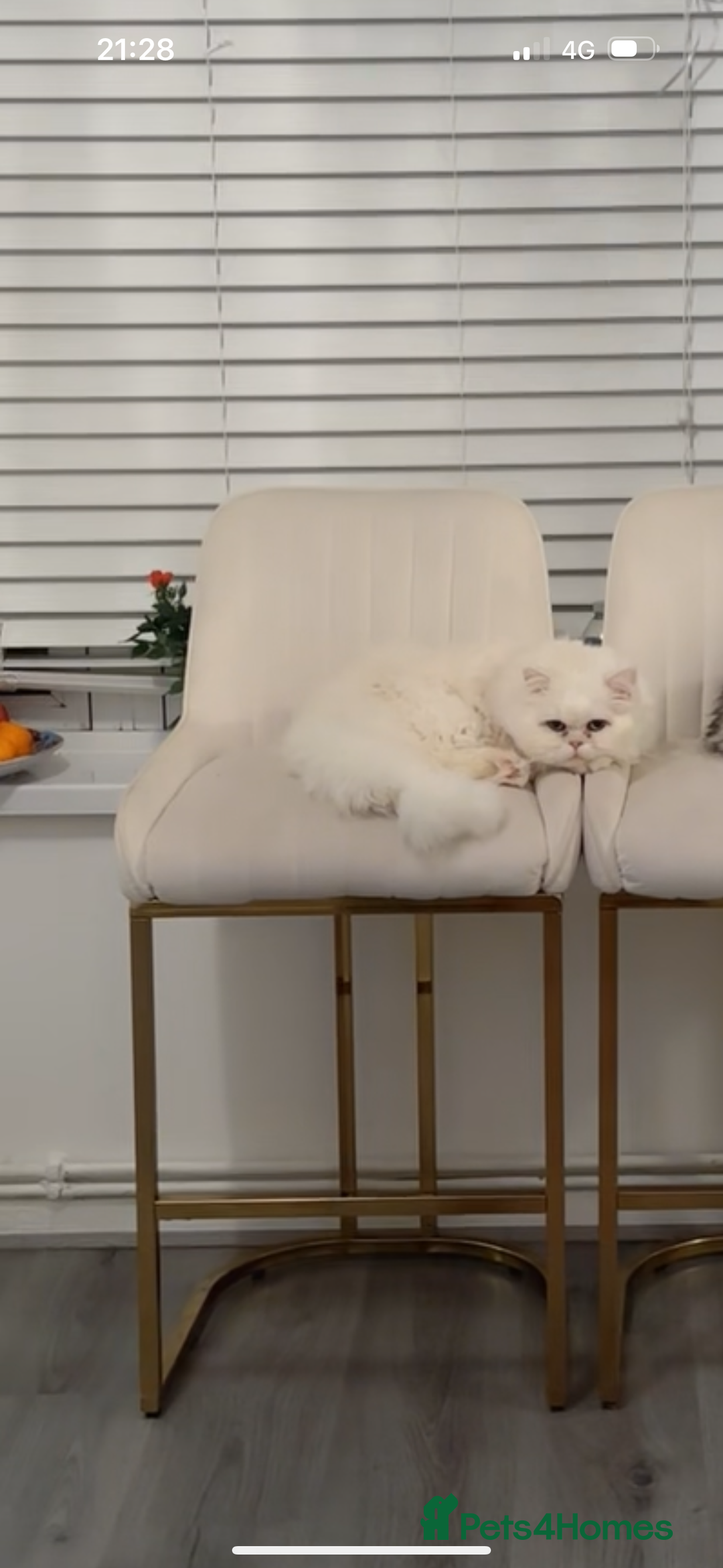 Persian cats for sale: Persian cat for sale urgent - Image 2