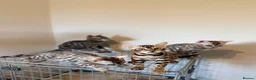 Bengal cats for sale: TICA, GCCF Champion Bloodline Bengal Kittens in London - Advert 5