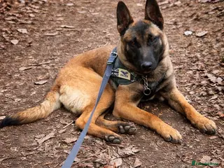 Belgian Shepherd Dog dogs Belgian Shepard Malinois - Advert 12