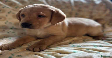 Labrador Retriever dogs - Advert 5