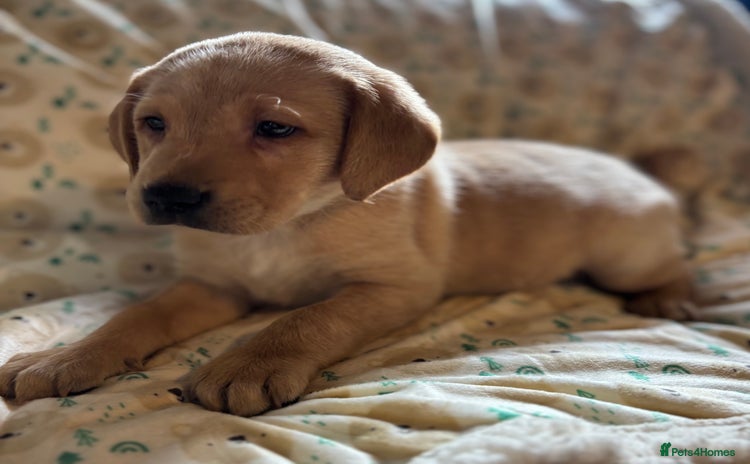 Labrador Retriever dogs - Advert 5