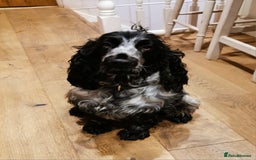 Cocker Spaniel dogs for sale: Gorgeous show cocker spaniel puppies - Image 3