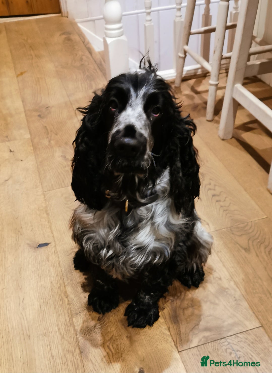 Cocker Spaniel dogs for sale: Gorgeous show cocker spaniel puppies - Image 3