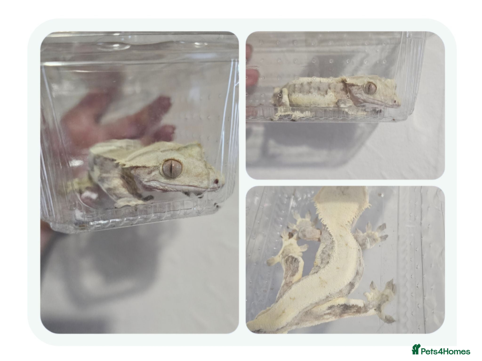 Gecko reptiles Mixed geckos - Advert 7