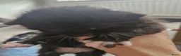 Bengal cats for sale: Bengal Cross Kittens in Larkhall - Advert 9